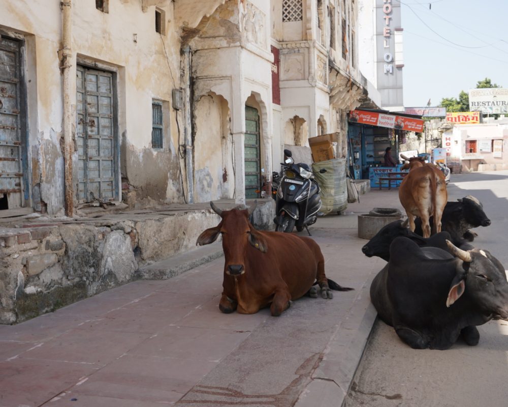 Cows in Pushkar