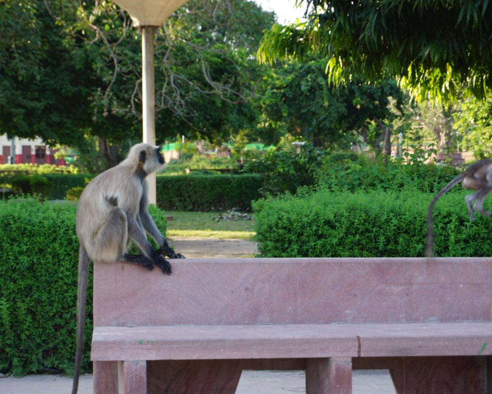 Monkey in Mandore garden