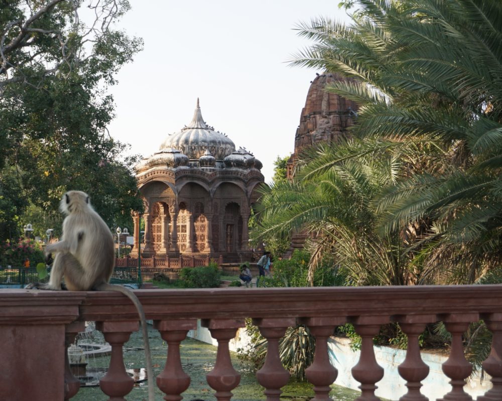Monkey in front of the temple