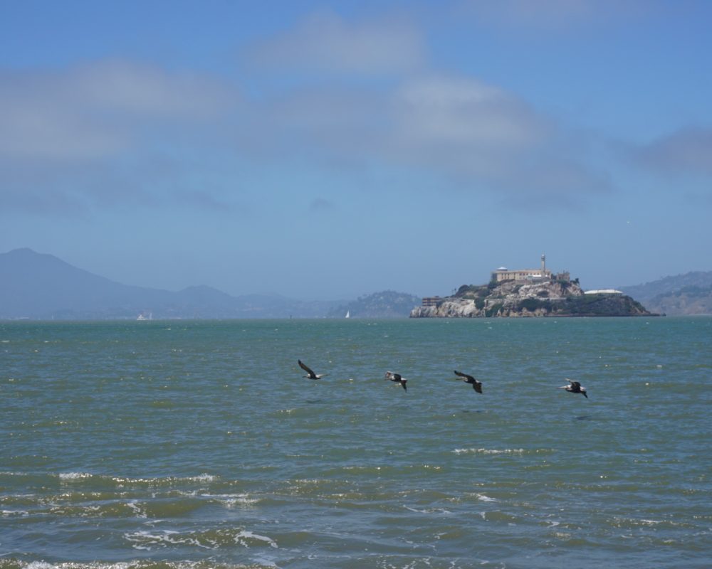 Alcatraz & Pelicans