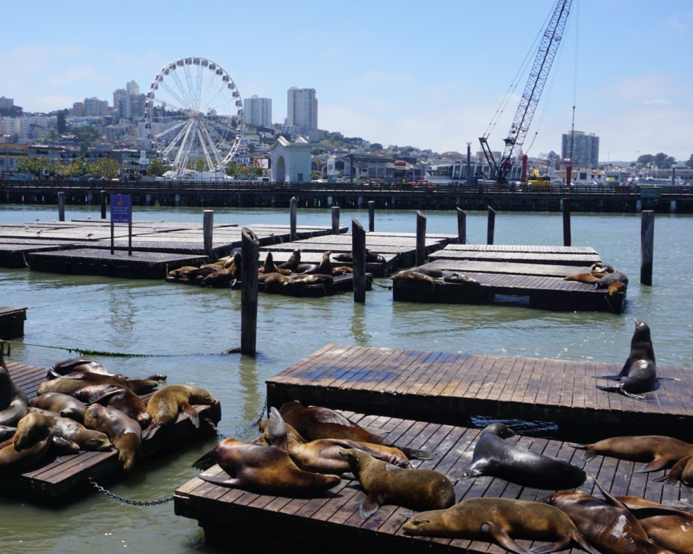 Sea lions :)