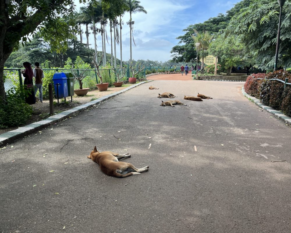Streetdogs relaxing