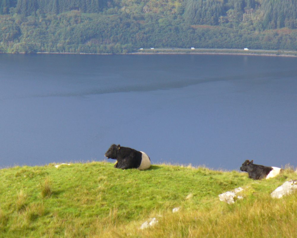 Cows on Ben Lomond